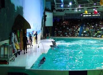 dolphin-show-at-creek-park